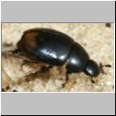 Sphaeridium lunulatum - Dungkugelkaefer 01a 6mm.jpg